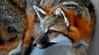 Museum Receives A Million Dollars' Worth of Taxidermy